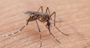 Más de 7.800 casos de dengue en Norte de Santander: estas son las zonas donde más se propaga