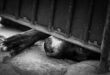 Hombre arrojó a un perro al vacío desde un quinto piso en Villa del Rosario