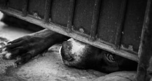 Hombre arrojó a un perro al vacío desde un quinto piso en Villa del Rosario