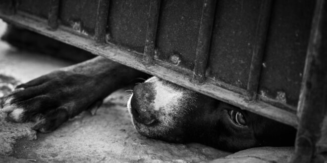 Hombre arrojó a un perro al vacío desde un quinto piso en Villa del Rosario